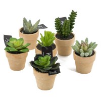 vetplant in pot